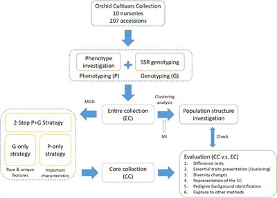 Genetic profiles and phenotypic patterns in Taiwanese Phalaenopsis orchids: a two-step phenotype and genotype strategy using modified genetic distance algorithms
